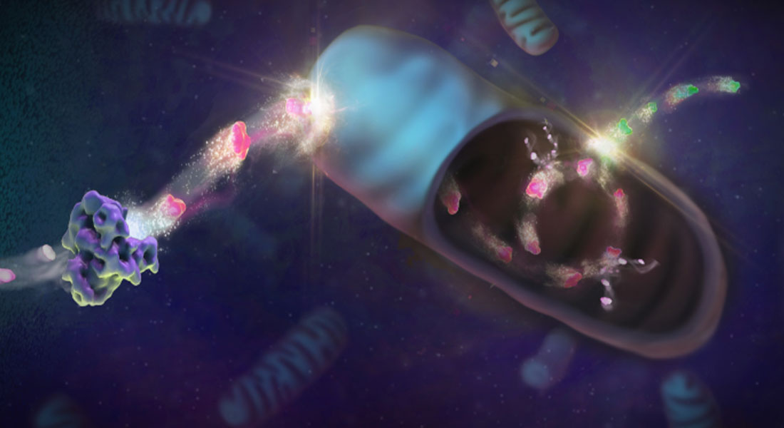 Promega Lab Blog - L'importanza del piruvato nel metabolismo cellulare 2