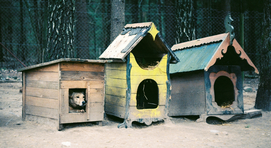 Promega LabBlog - Rifugi per cani: nuove sentinelle contro le zoonosi emergenti 1