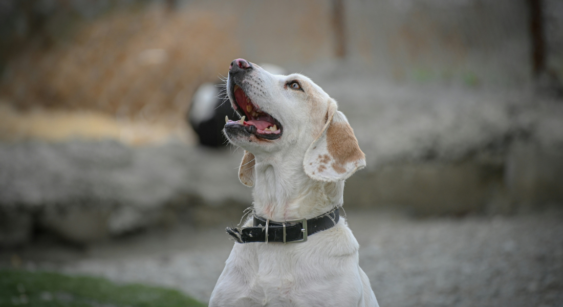Promega LabBlog - Rifugi per cani: nuove sentinelle contro le zoonosi emergenti 2