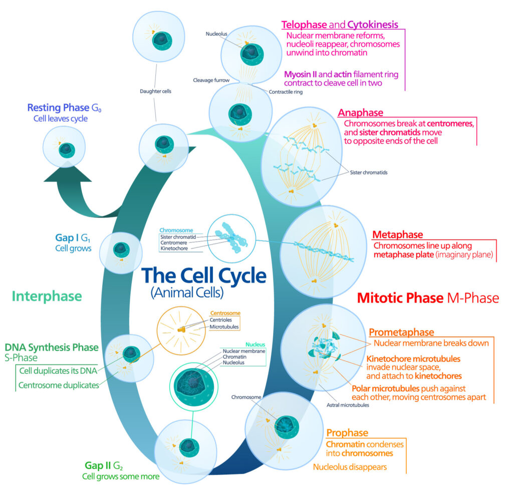 Promega Lab Blog - Senescenza cellulare e terapie oncologiche: superare l'immortalità 2