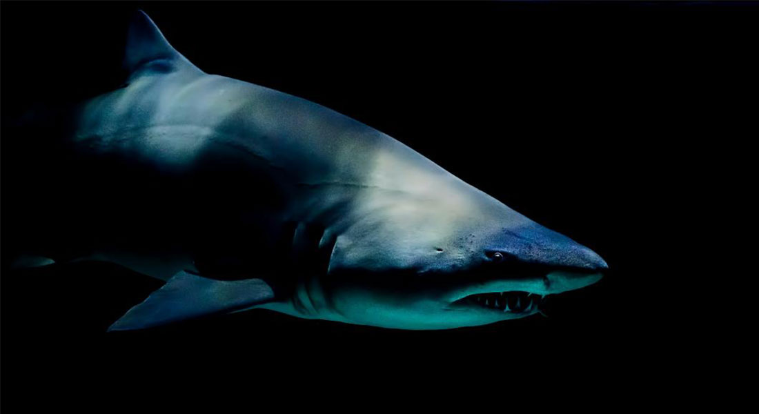 Promega Lab Blog Squali Bioluminescenti 1