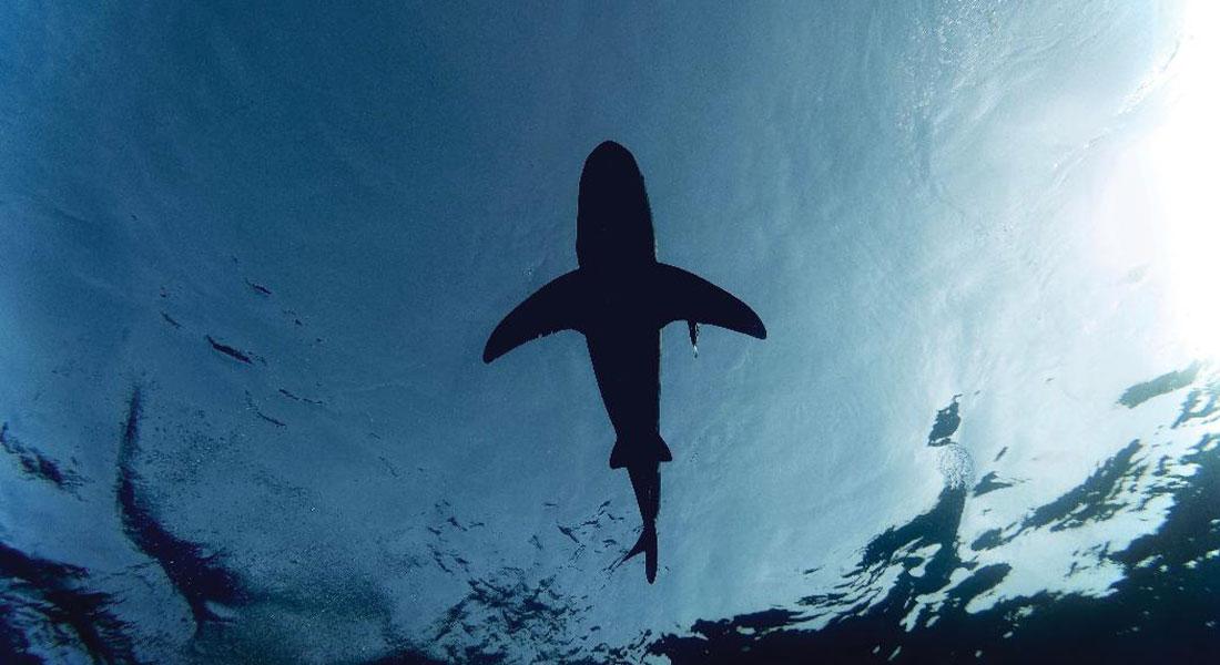 Promega Lab Blog Squali Bioluminescenti 3