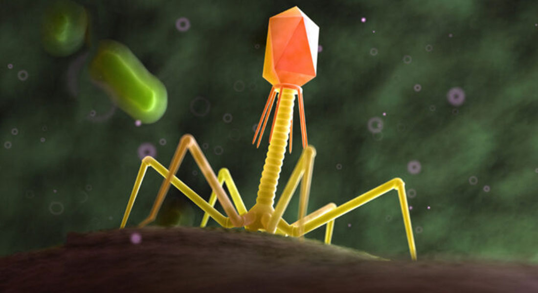 Promega LabBlog - Combattere la resistenza agli antibiotici con la terapia fagica 1