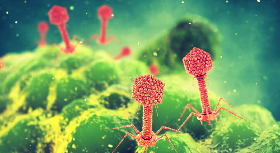 Promega LabBlog - Combattere la resistenza agli antibiotici con la terapia fagica 3