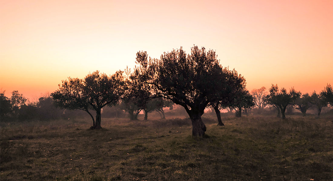 Promega-lab-blog-xylella-1