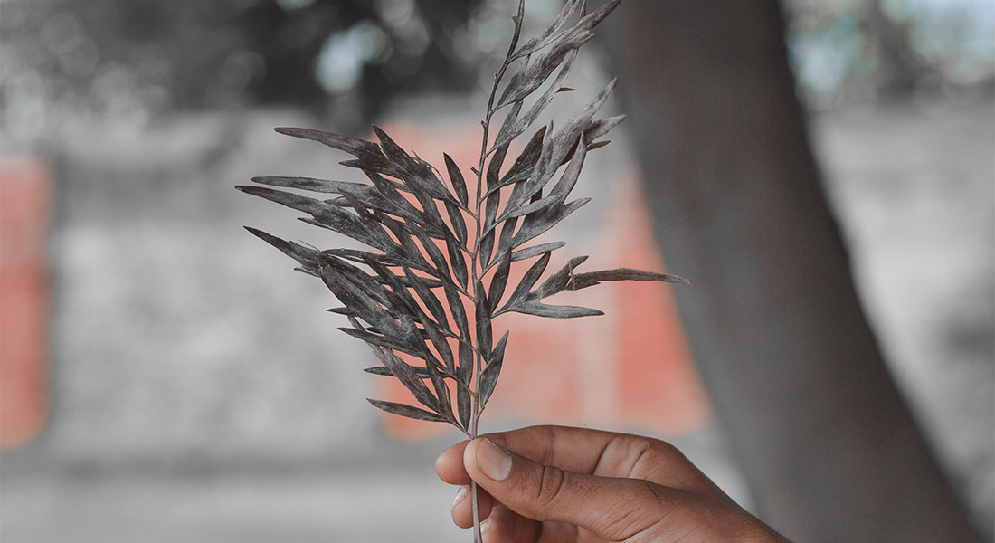 Promega-lab-blog-xylella-2