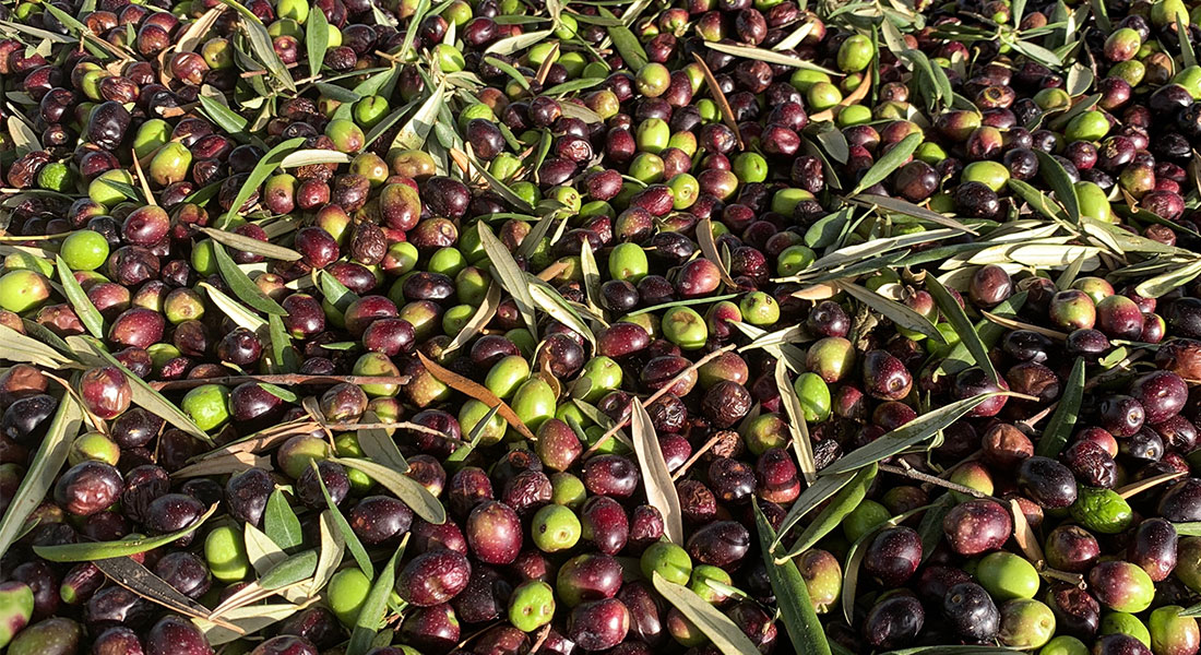 Promega-lab-blog-xylella-3