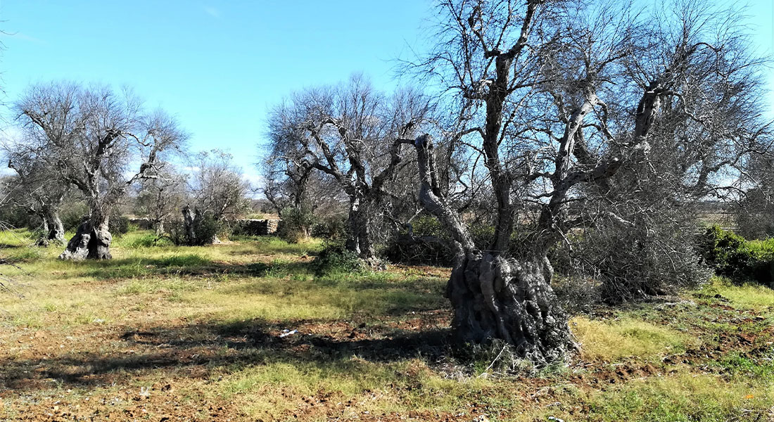 Promega-lab-blog-xylella-1