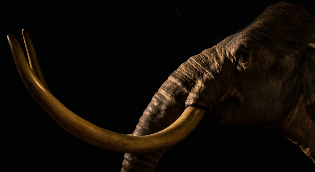 Promega Lab Blog - Congelati nel tempo: l’RNA racconta i mammut 