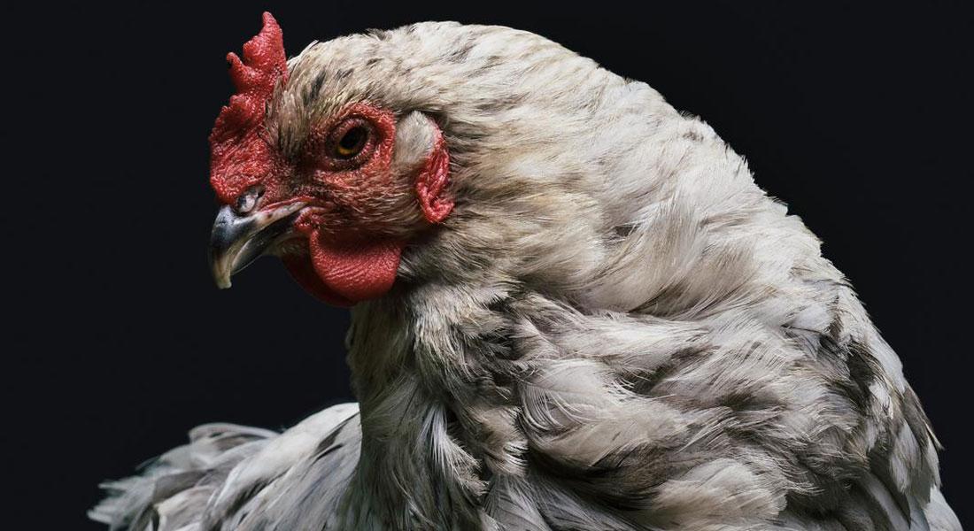 Promega-lab-blog-genomica-pollo-1