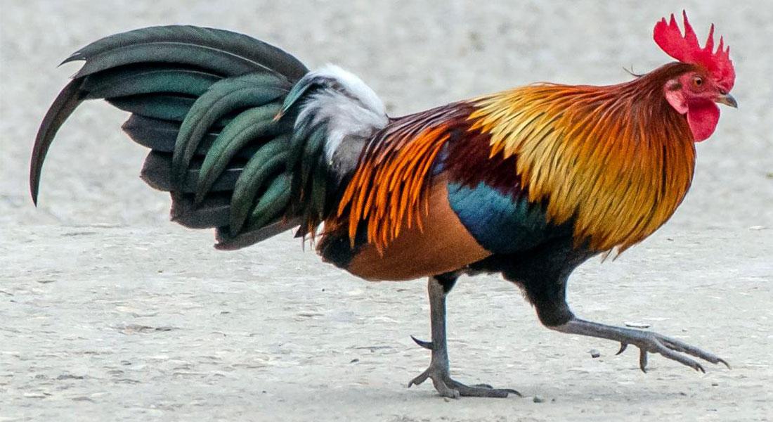 promega-lab-blog-genomica-pollo2