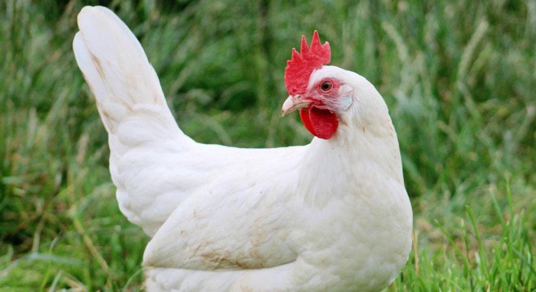 promega-lab-blog-genomica-pollo3