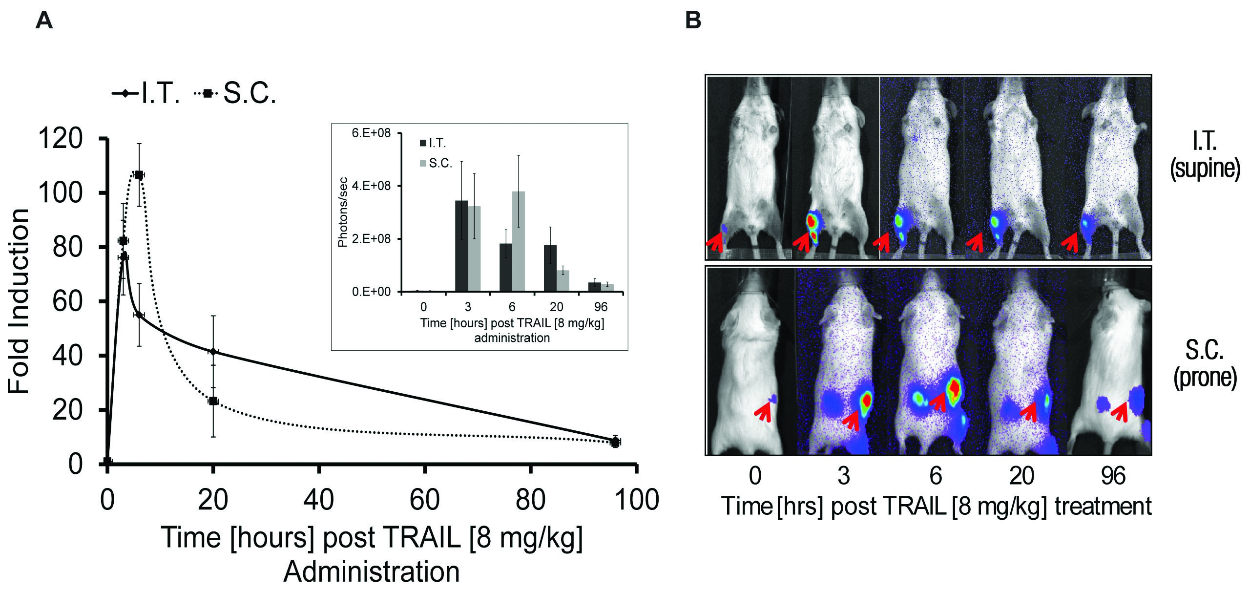 In vivo imaging of apoptosis using caspase-3/7 biosensor