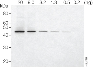 Western blot (immunoblot) for β-actin in cytoplasmic lysate from HEK293T cells.
