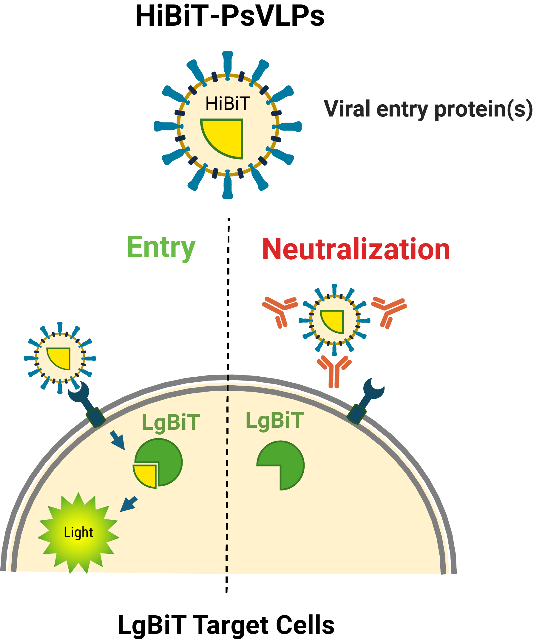 Bio-Glo-NB™ VLP Luciferase Assay System assay principle.