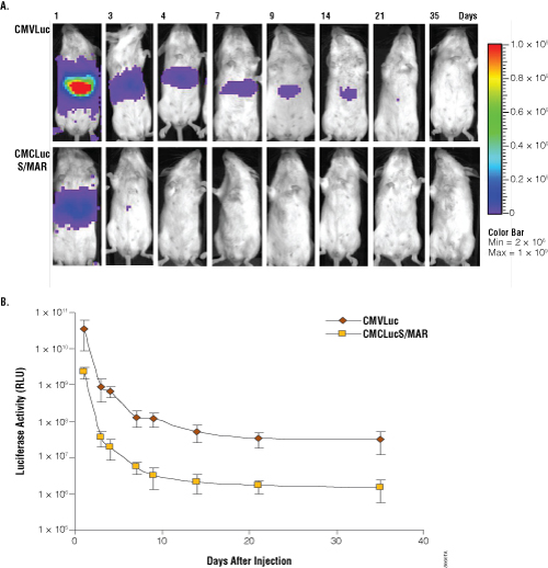 Analysis of luciferase activity in mice at different times after administration of pCMVLuc and pCMVLucS/MAR.