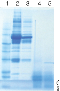 Achieve digestion of complex protein samples in 30 minutes.