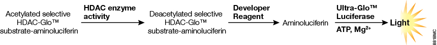 HDAC-Glo Assay chemistry.