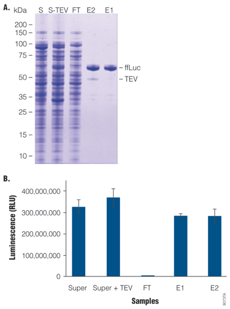 Gel and a bar graph displaying quantitative recovery of firefly luciferase.