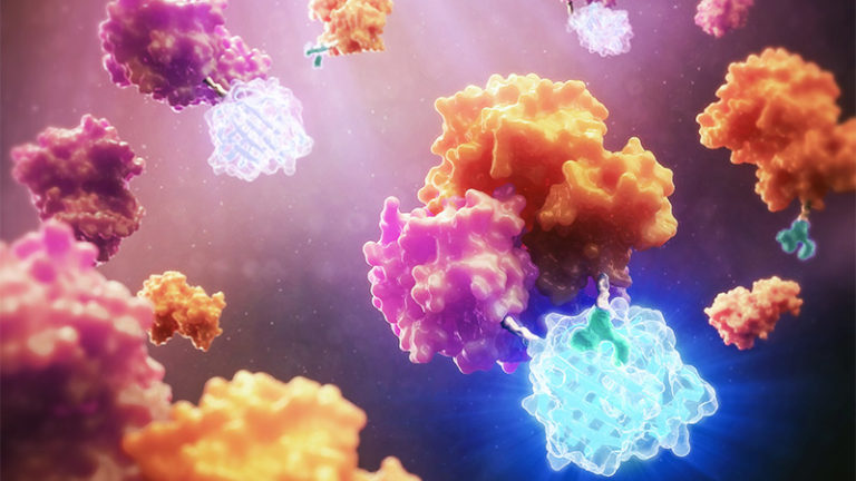 Nanoluc in vivo imaging